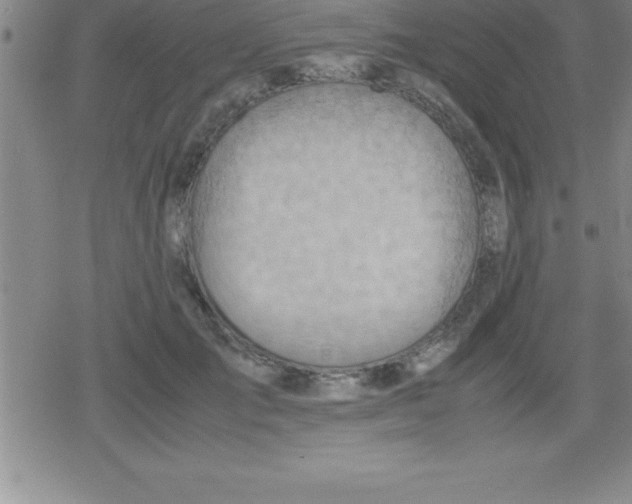 X0000079340701200612151908