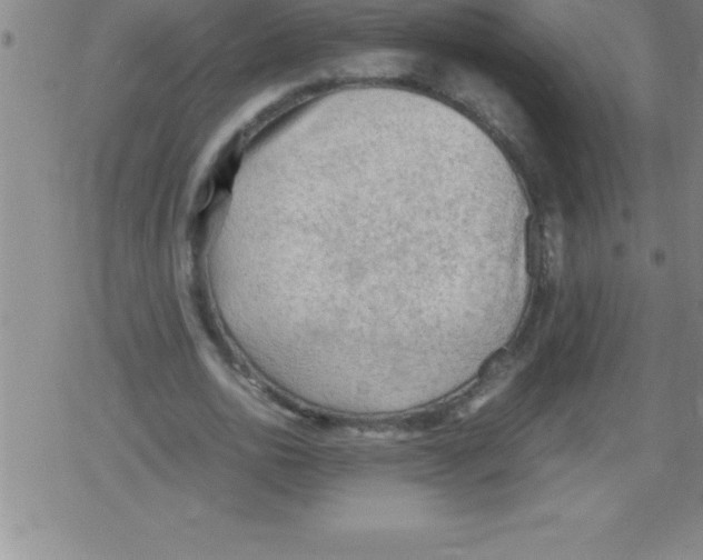 X0000079340726200612151907