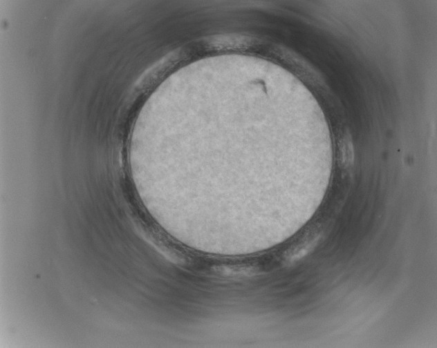 X0000079340733200612151907