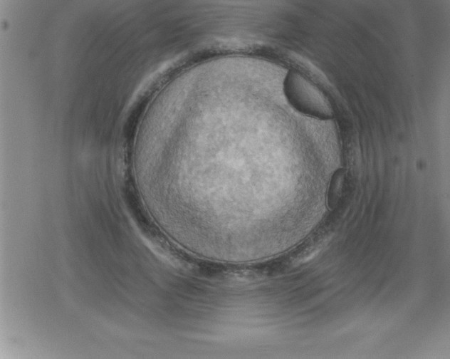 X0000079340736200612151907