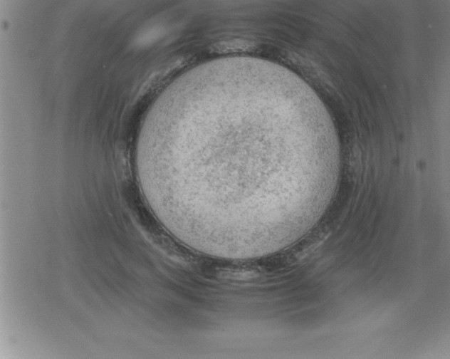 X0000079340743200612151907