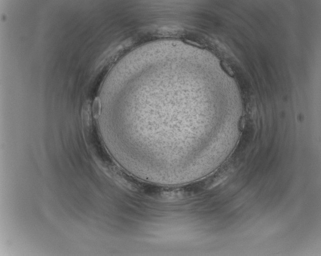 X0000079340744200612151907