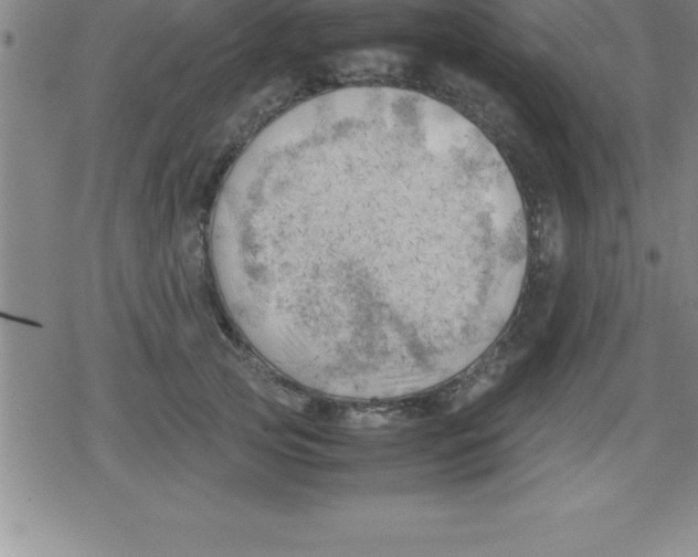 X0000079340753200612151907