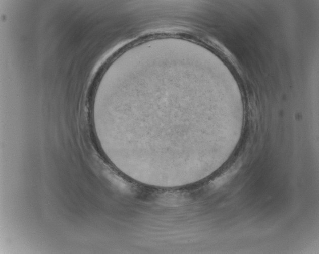 X0000079340779200612151907