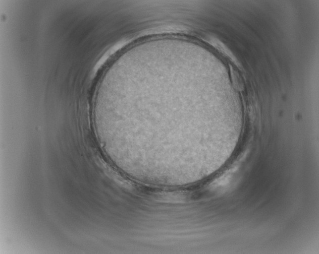 X0000079340781200612151907