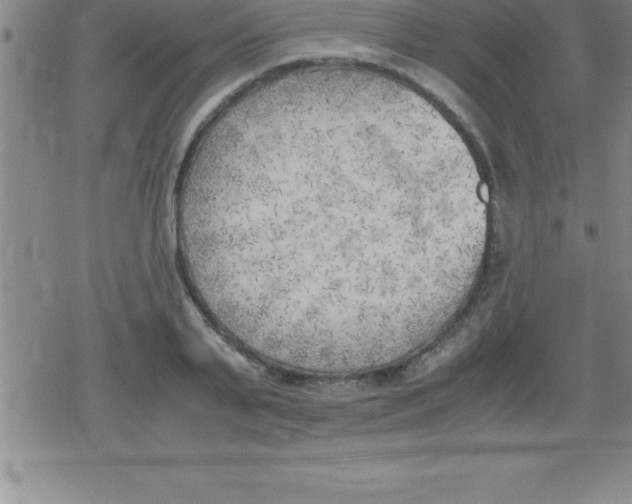 X0000079340791200612151906