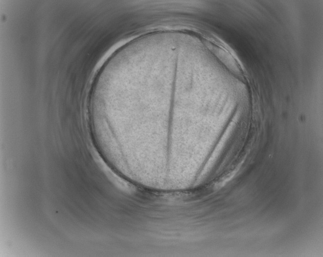 X0000079340803200612151906