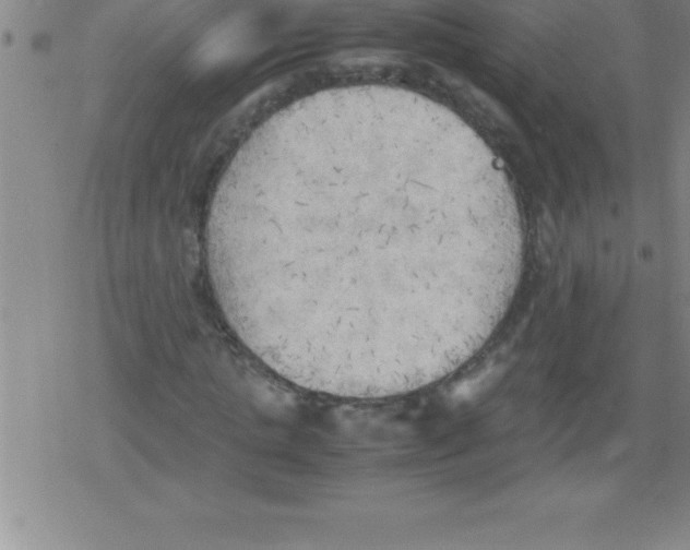 X0000079340821200612151905