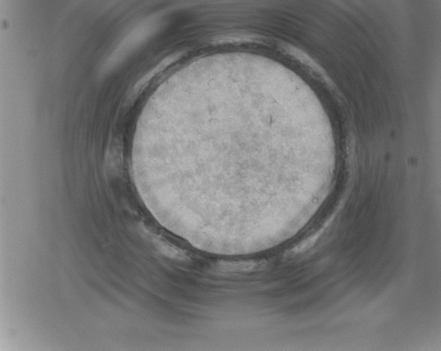 X0000079340825200612151905