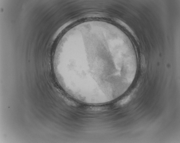 X0000079340829200612151905