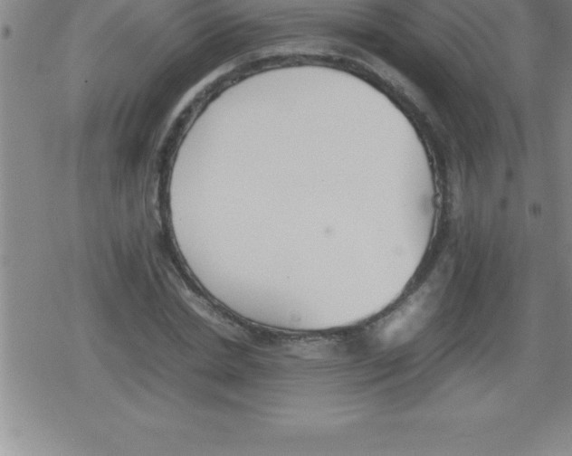 X0000079340830200612151905