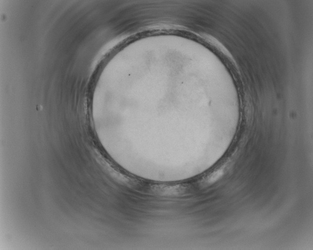 X0000079340831200612151905