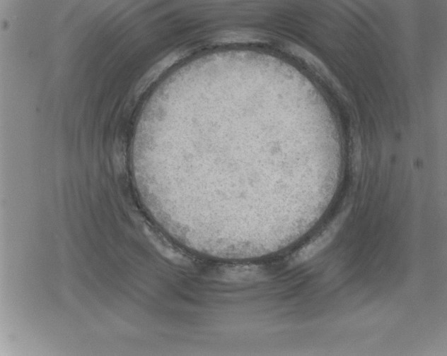 X0000079340833200612151905