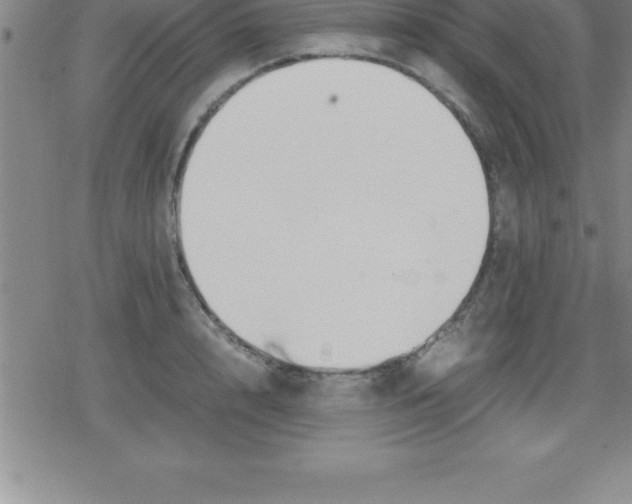 X0000079340848200612151906