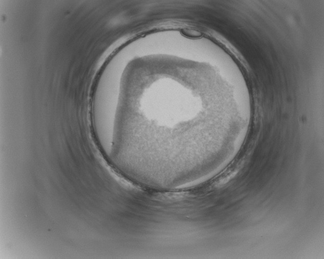 X0000079340853200612151906