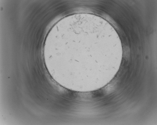 X0000079340856200612151906