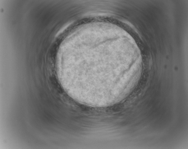 X0000079340871200612151905