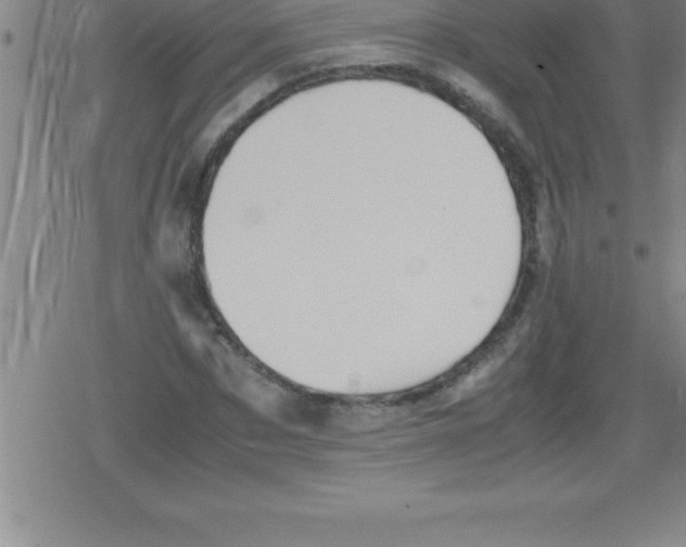 X0000079340873200612151905