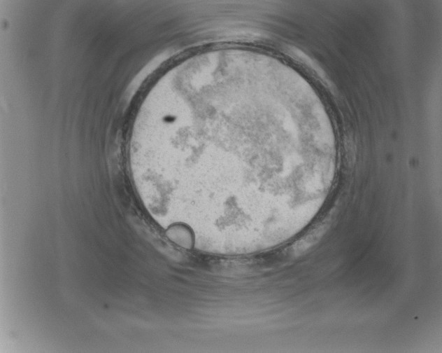 X0000079340875200612151905