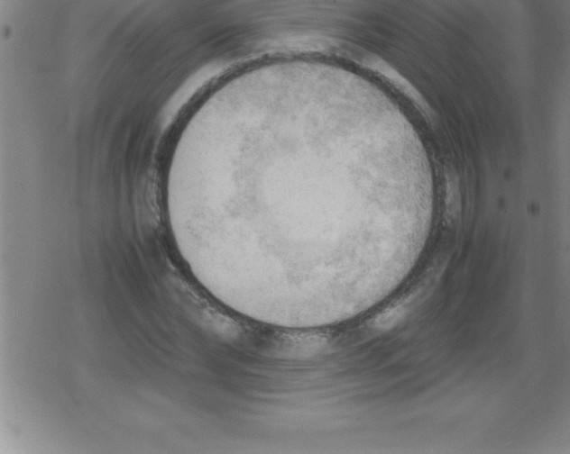 X0000079340878200612151905