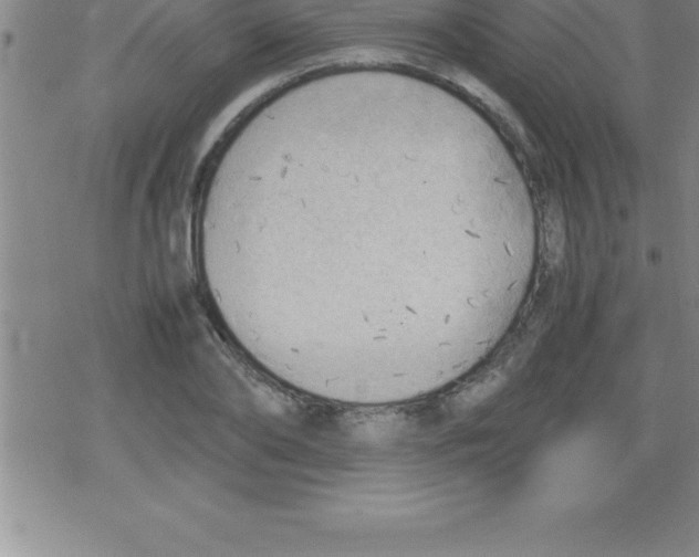 X0000079340886200612151905