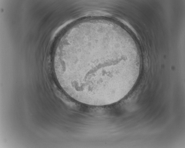 X0000079340971200612151903