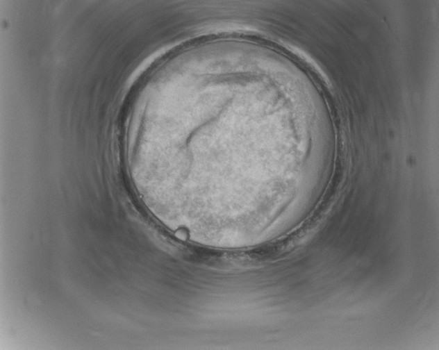 X0000079340983200612151903