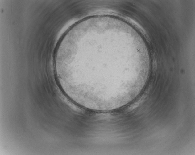 X0000079340990200612151903