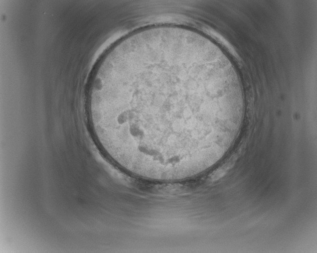 X0000079340991200612151903