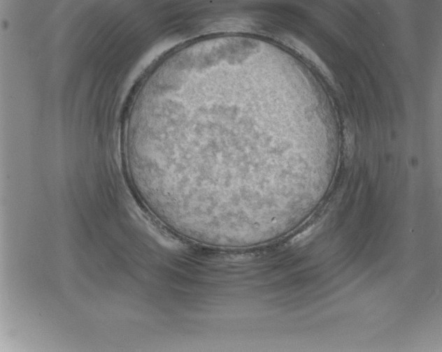 X0000079341035200612151903