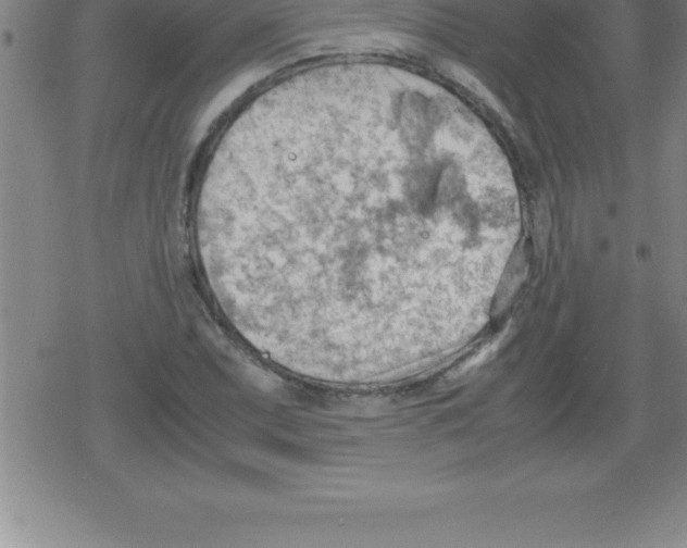 X0000079341071200612151902