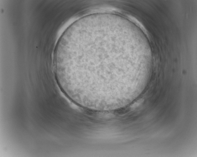 X0000079341103200612151901