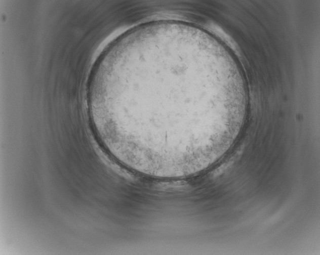 X0000079341133200612151901