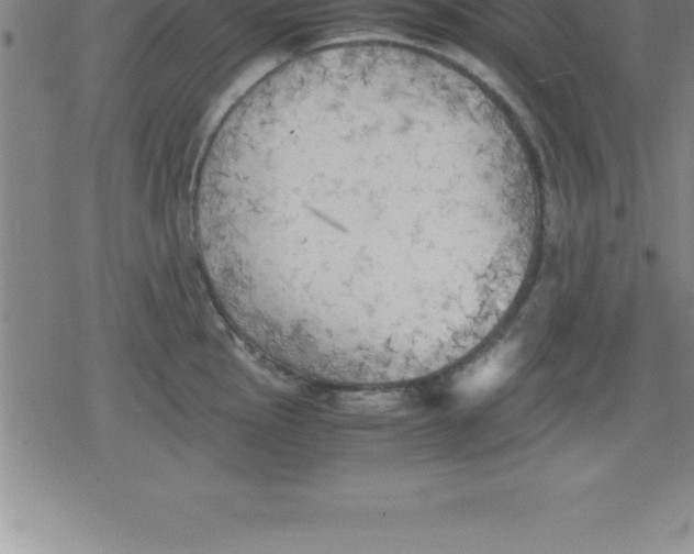 X0000079341145200612151901