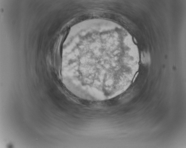 X0000079341155200612151900