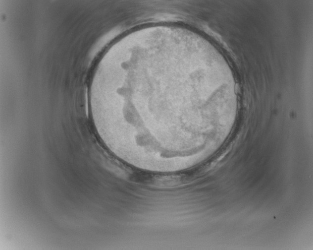 X0000079341171200612151900