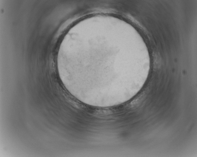 X0000079341215200612151859