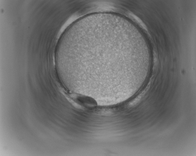 X0000079341226200612151859