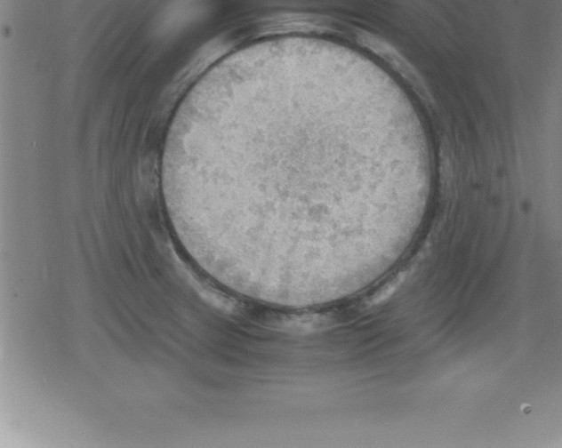 X0000079341233200612151859