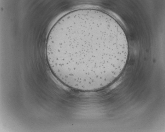 X0000079341244200612151900