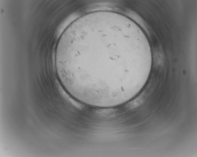 X0000079341290200612151858