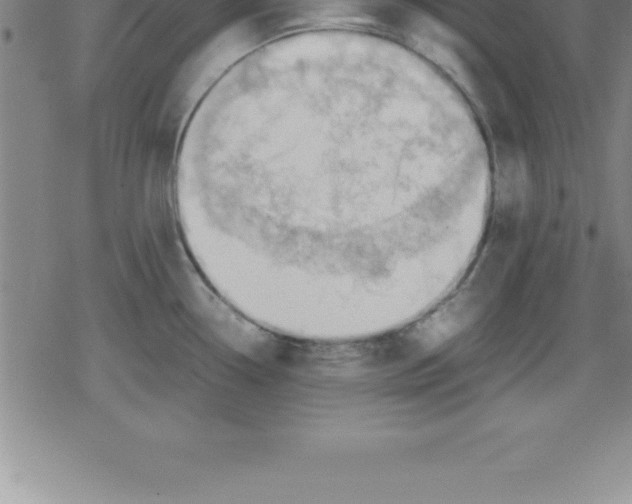 X0000079341338200612151858