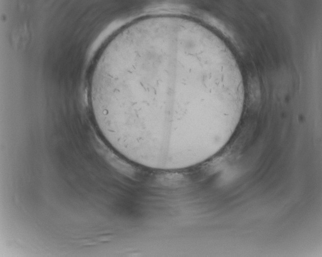 X0000079341462200612151855