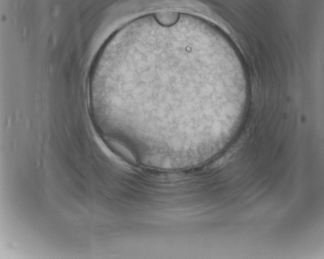 X0000079341515200612151855