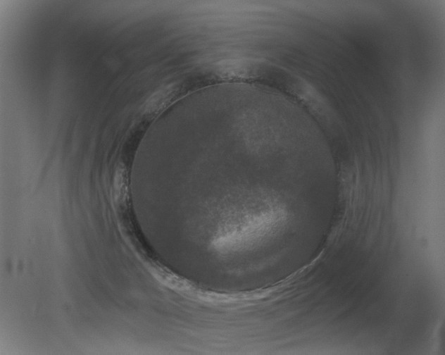 X0000079580029200612011229