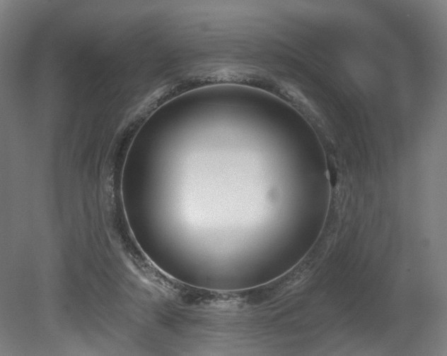 X0000079580306200612011225