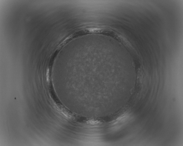 X0000079580650200612011219
