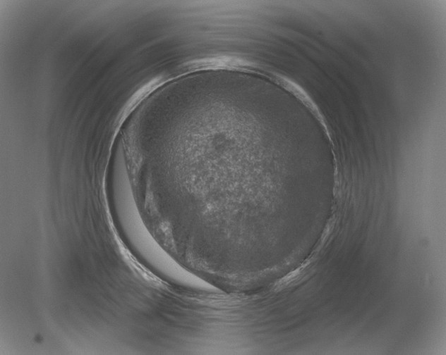 X0000079580946200612081532