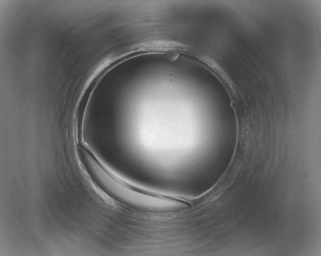 X0000079581083200612081529
