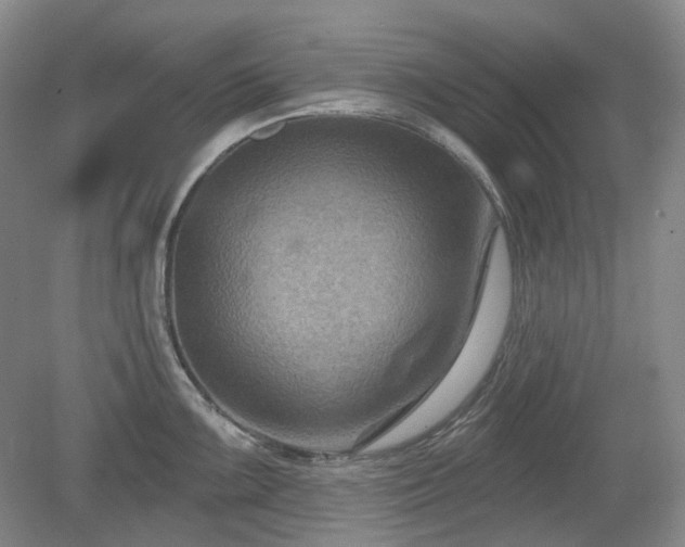 X0000079581099200612081529